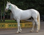 FLI Orlov trotter stallion