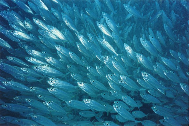 FLI School of fish