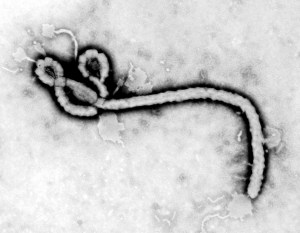 FLI Ebola virus