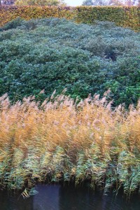 IMG_1931