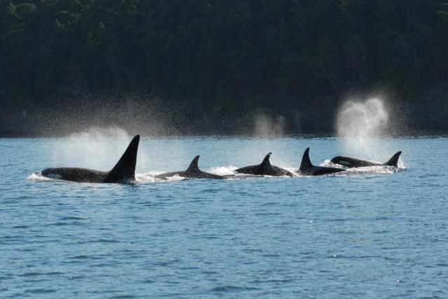 A killer whale pod swims in tight configuration. Credit: David Ellifrit, Center for Whale Research 