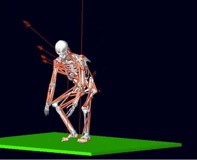 Empa calculates the force distribution in the back with the aid of the program "Open Sim" developed by Stanford University. Credit: Empa 