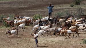 Livestock populations and the pressure on pastureland are both steadily increasing pressures on Tanzania's Serengeti National Park. Credit photo:  Per Harald Olsen / NTNU 