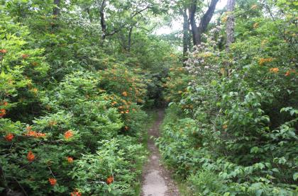 Azaleas and mountain laurel in bloom in the southern Appalachians. A new study reports that roughly half of the species of trees and shrubs in the southern Appalachians can trace their relatives to thousands of miles away in Asia.  Photo by Paul Manos, Duke University