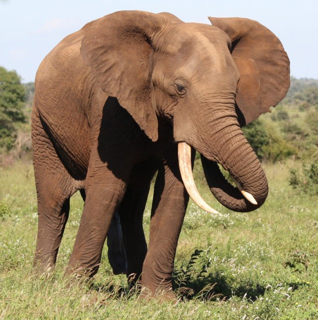 Elephants and other large herbivores are vanishing from the wild, with profound effects on the environment, according to Stanford Professor Rodolfo Dirzo. Credit: Kristopher Everatt, Oregon State University