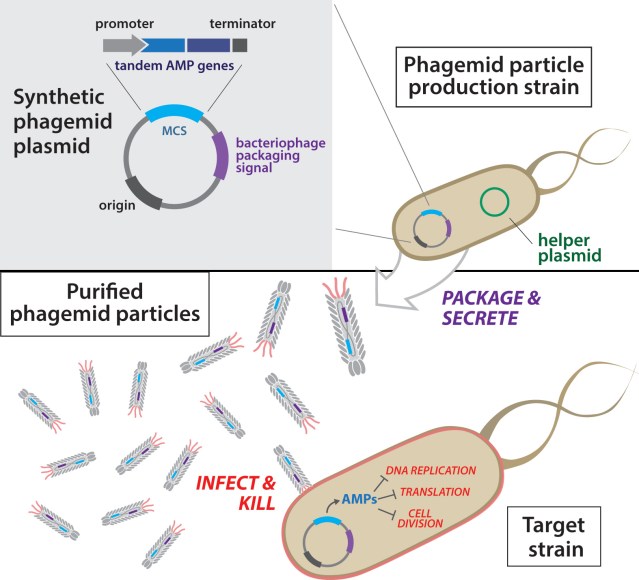 Overview of antibacterial phagemid construction. Phagemid plasmids are first transformed into a production strain harboring a helper plasmid. Next, secreted phagemid particles are isolated from the production strain and purified. Resulting engineered phagemid particles are then used to infect target bacteria. Courtesy of the researchers