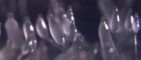 This image shows dicty forming fruiting bodies, a cooperative act that helps to disperse their spores but also provides an opportunity for cheating. Credit: Joan Strassmann 