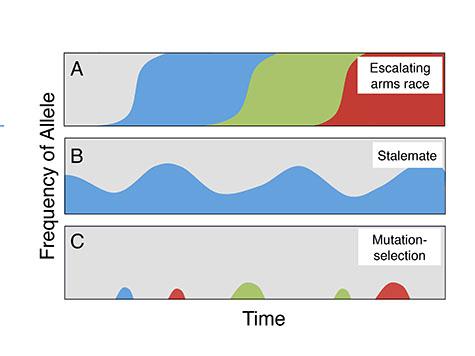 In the arms race (top), epidemics of cheating and resistance successively sweep through populations. In the stalemate (middle), cheating becomes endemic but does not take over the population. In the mutation and selection scenario (bottom), cheating mutations keep popping up but are quickly removed by selection. Different colors represent different alleles, or variants, of the social genes. Credit: Ostrowski et al. 