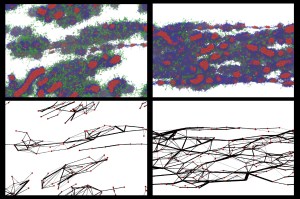 Molecular-level simulations of different lengths of silk molecules called fibroins, after being exposed to flow to simulate a spider's spinning process, reveal the key importance of the length of the molecular chains in achieving well-bonded fibers. At left, the fibroins have a length of 4 units, and, at right, 12 units. Below each “snapshot” of the simulation is a diagram showing the connections between units. The longer chains produce a much stronger fiber. Courtesy of the researchers