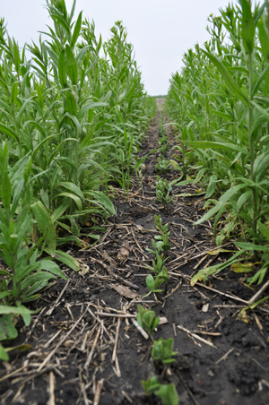 Newly emerged soybean seedlings between rows of camelina in the relay-cropped treatment. Note that the camelina has already begun to flower.  Photo Credit: Russ Gesch.