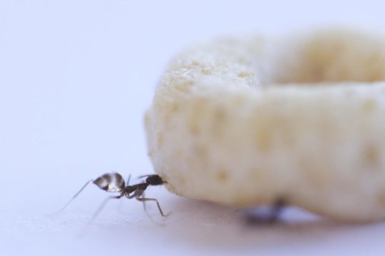 A foraging longhorn crazy ant often encounters food items that are formidably larger than herself (a Cheerio in this case). Credit: Weizmann Institute of Science