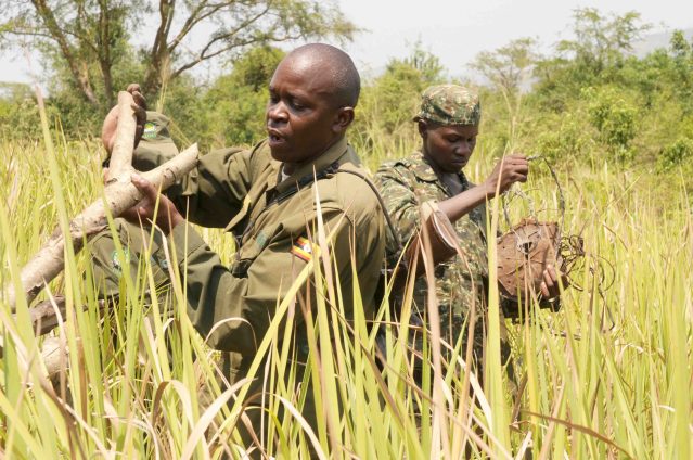 Ranger removing snare (credit: Dr Andrew Plumptre, Wildlife Conservation Society)