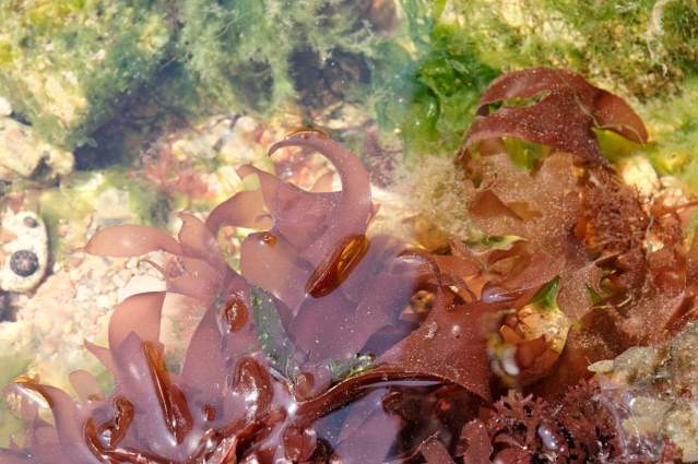 Dulse (Palmaria sp.)