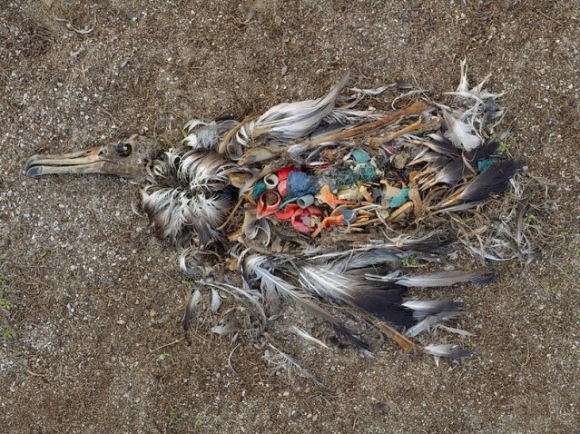 FLI albatross midway atoll
