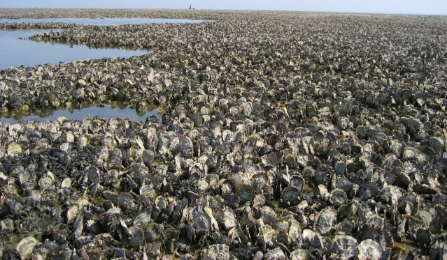 FLI oyster reef