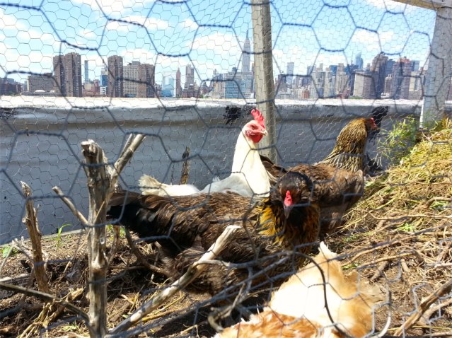 FLI City Chickens