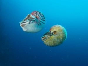 Nautilus pompilius (left) swimming next to a rare Allonautilus scrobiculatus (right) off of Ndrova Island in Papua New Guinea. Peter Ward