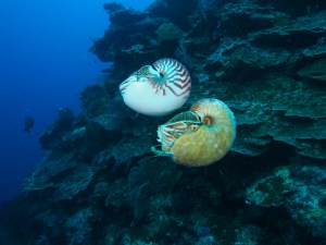 Nautilus pompilius swimming above a rare Allonautilus scrobiculatus off the coast of Ndrova Island in Papua New Guinea. Peter Ward