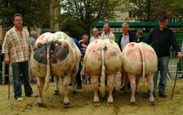 FLI kampioenen_fokkerij_van_de_bremberg_van_links_naar_rechts_davidoffv_wellingtongoliathv_germinalgabanev_lasso