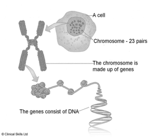 FLI_dna_chromosomes_genes