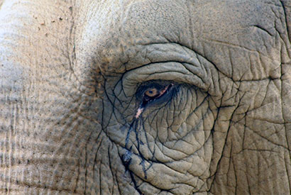 FLI_Elephant_Poaching_Eye