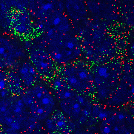 FLI Sternson AGRP Nav17