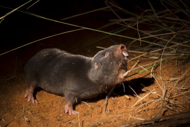 FLI Damaraland mole rat