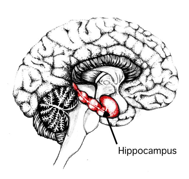 fli-hippocampus-2