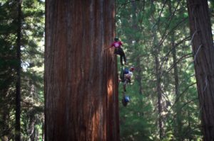 fli-students-climb-sequoia
