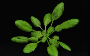 fli-arabidopsis