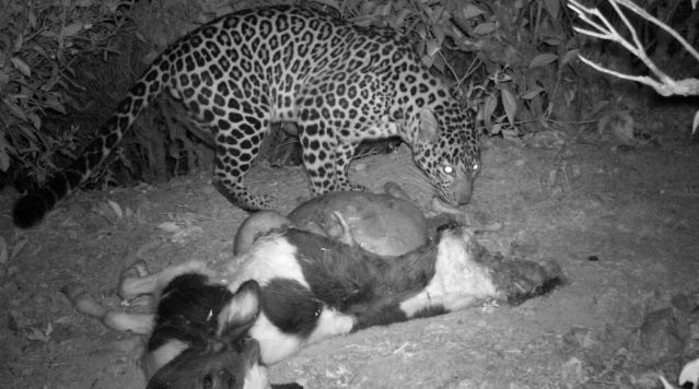 fli-predatory-killing