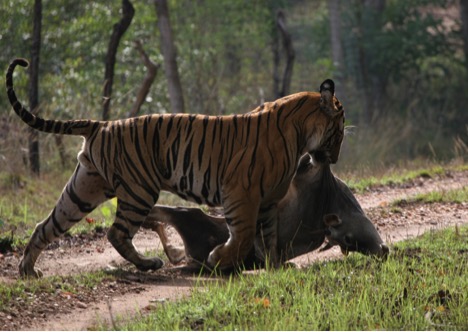 fli-tiger-dragging-cow-in-india_photographer-sarath-champati